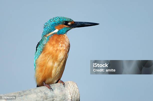 Foto de Kingfisher Em Uma Tubulação De Água e mais fotos de stock de Animal - Animal, Animal selvagem, Azul