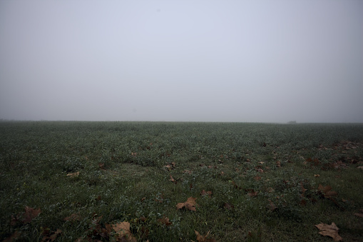 Grass  field on a foggy day in the italian countryside