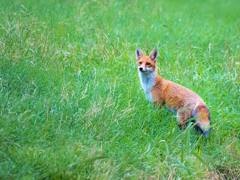 Wild alerted red fox, vulpes vulpes, facing camera with ears oriented forward listening intensely. Animal in nature in summer standing on a green meadow