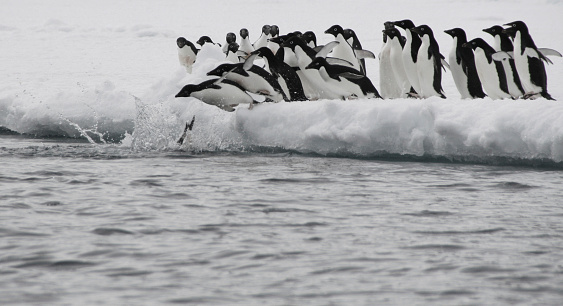 Adele penguins going fishing