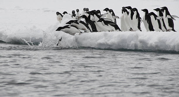 Pinguins de Adele - fotografia de stock