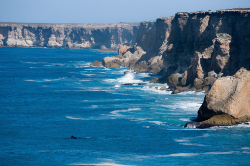 Southern Right Whale Bunda cliffs Nullarbor Plain South Australia