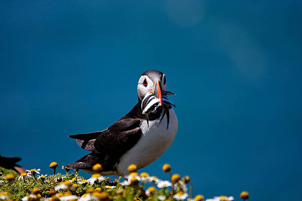 Beautiful Atlantic Puffin on clifftop with sandeels. stock photo