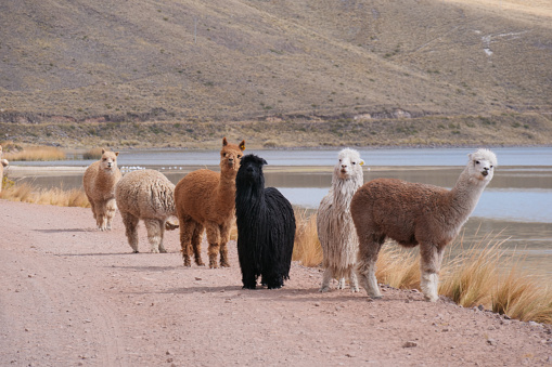 Black and white alpaca suri with longer fur coat, between huacaya alpacas, walking on a road next to a lake.  Location: Peruvian altiplano