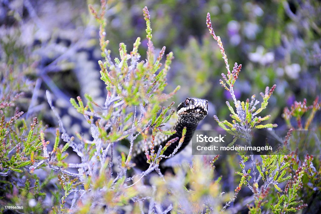 Grass Snake - Lizenzfrei Berg Stock-Foto