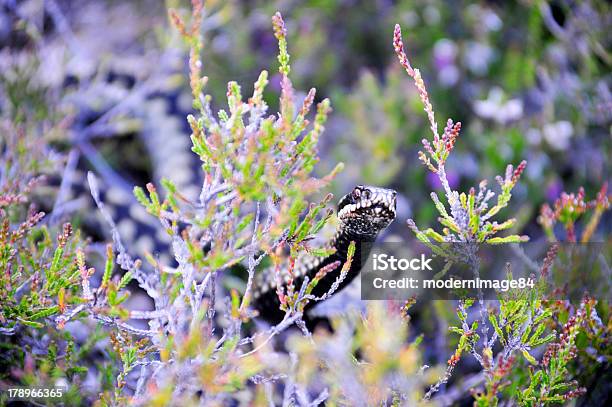 Grass Snake Stockfoto und mehr Bilder von Berg - Berg, Cairngorm-Berge, Fotografie