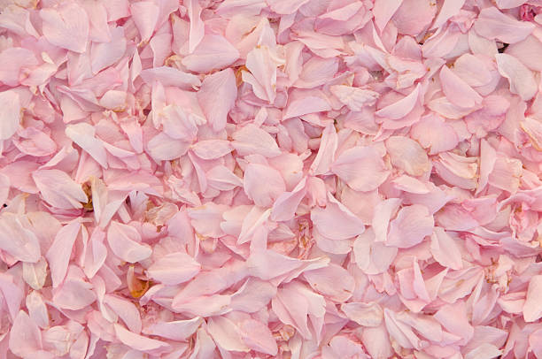 istock Fallen pink flower petals accumulated on ground 178966375