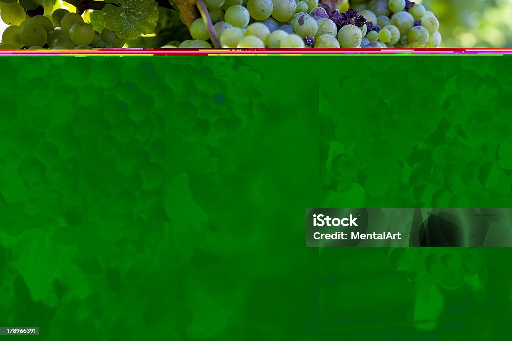 Cluster de uva - Foto de stock de Colheita royalty-free