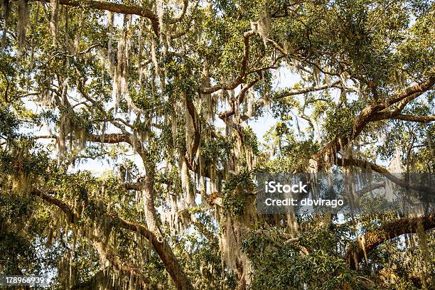 Foto de Musgo Espanhol Em Carvalho E Árvores De Magnólia e mais fotos de stock de Antigo - Antigo, Bosque - Floresta, Carolina do Norte - Estado dos EUA