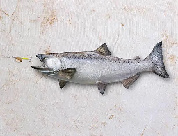 Trophy king salmon chasing a lure on a textured paper backgroundOthers you may also like: