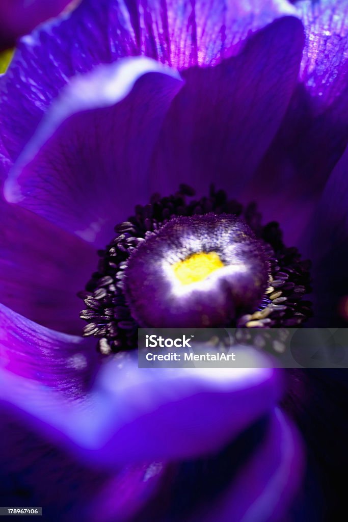Purple Anemone - Zbiór zdjęć royalty-free (Anemon)