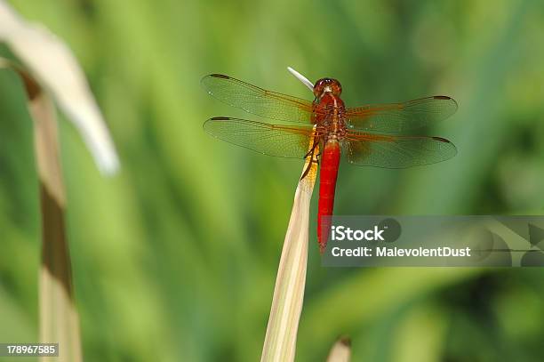 Red Libelle Stockfoto und mehr Bilder von Flamme - Flamme, Fliegen, Fotografie