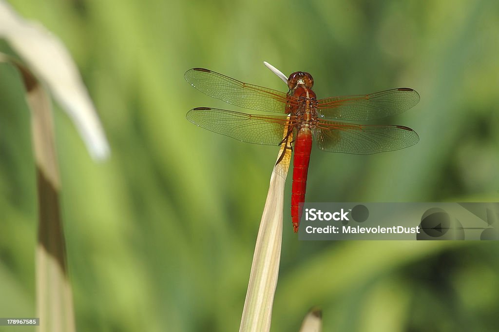 Libélula rojo - Foto de stock de Ala de animal libre de derechos