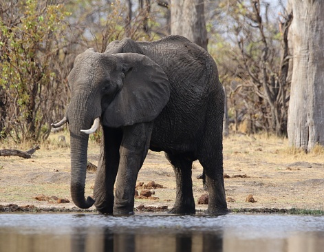 African calf elephant at the edge of the River Khwai.