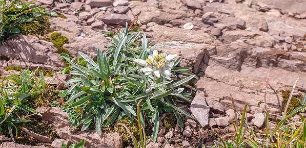 The Star of the Alps or Leontopodium, rare and protected flower Edelweiss, grown in nature, Julian Alps, Slovenia