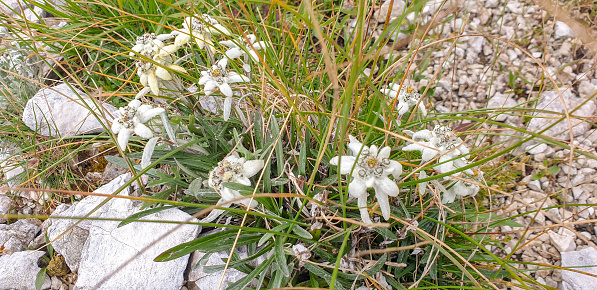 Lots of Shepherd's purse (Capsella bursa-pastoris) flowers with shallow depth of field.