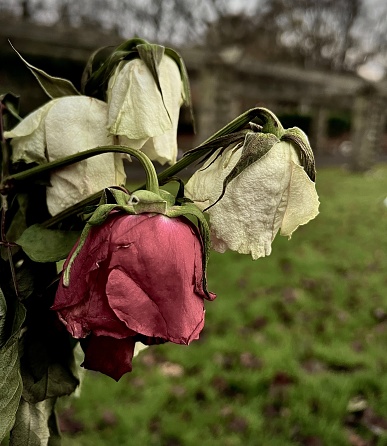 Wilting rose flowers in a cemetery