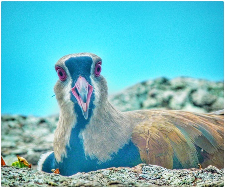 Quero quero bird