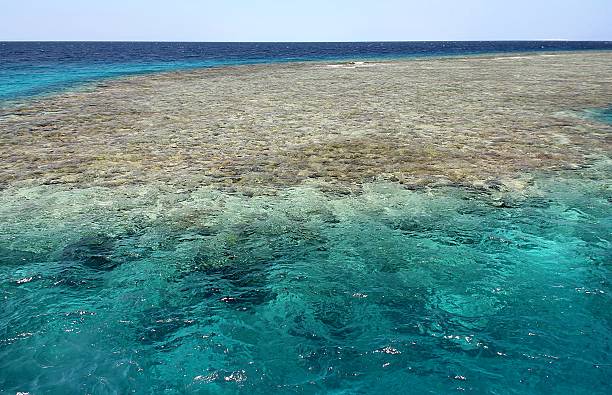 istock Coral reef in the Red Sea. 178968378