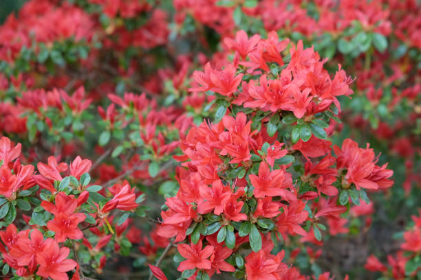 istock Bright red shrub azalea rhododendron Rustica in flower. 1789686246