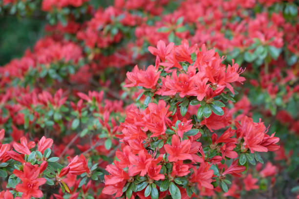 istock Bright red shrub azalea rhododendron Rustica in flower. 1789686469