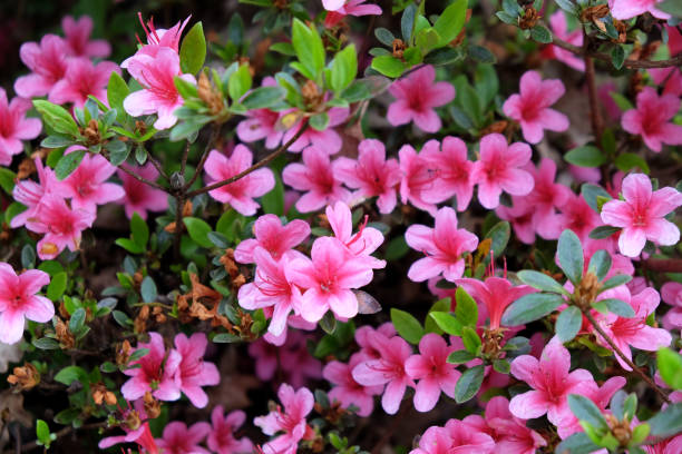 розовый вечнозеленый кустарник азалия рододендрон сильвестр в цвету. - colurful стоковые фото и изображения