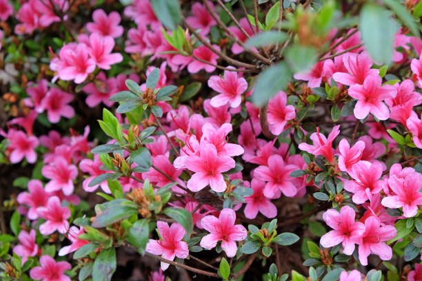 розовый вечнозеленый кустарник азалия рододендрон сильвестр в цвету. - colurful стоковые фото и изображения