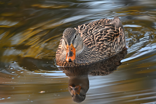 Tame female mallard duck (Anas platyrhynchos) on pond in a Connecticut nature preserve, coming close, autumn