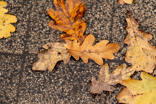 autumn fallen oak leaf on asphalt ground background