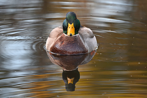 Male mallard duck (Anas platyrhynchos) head on, in a nature preserve pond, Connecticut, on an autumn afternoon