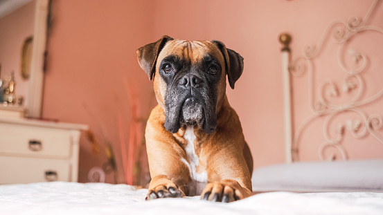 Portrait of adorable boxer dog with brown fur and dark face lying on belly over bed in cozy room with peach colored wall and looking at camera