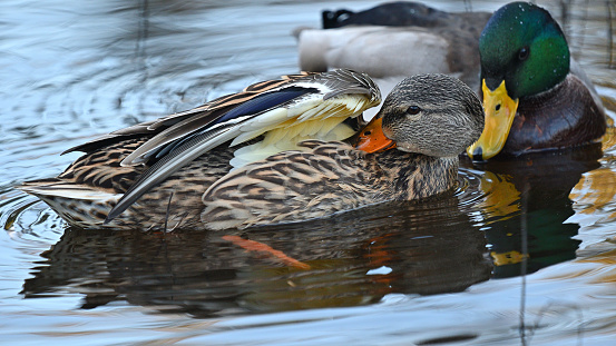 Mallard Male Duck isolated on white background ( Anas platyrhynchos )