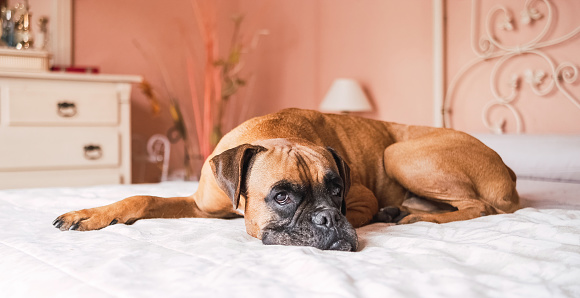 Full body of adorable boxer dog with brown fur and dark face lying on belly over bed in cozy room with peach colored wall and looking away