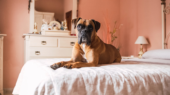 Portrait of adorable boxer dog with brown fur and dark face lying on belly over bed in cozy room with peach colored wall and looking at camera
