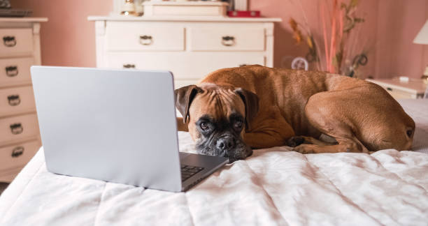 istock Cute big boxer dog lying on bed with laptop at bedroom 1789694875
