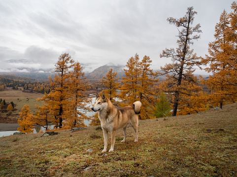 Red dog in the autumn forest on top of a mountain. Resting shepherd in the Altai mountains. Traveling with a dog. Hiking with a dog. Healthy lifestyle.
