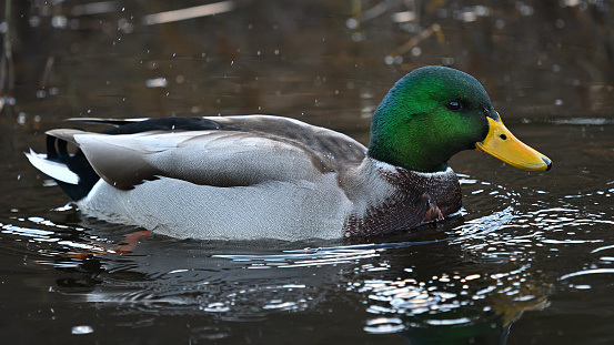 Male mallard duck (Anas platyrhynchos) with water droplets coming down after he's shaken himself. In a Connecticut nature preserve on an autumn afternoon. 16x9 format.
