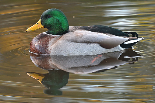 A female-type Northern Shoveler, Spatula clypeata, swimming on Lost Lagoon in Stanley Park, BC, Canada. The lamellae on its beak, with which it sieves its food, can be clearly seen. Cropping options and plenty of copy space.