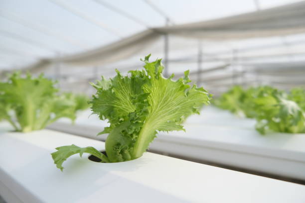 istock Fresh vegetables in the morning. 1789698216