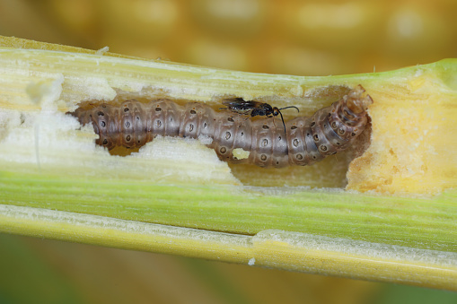 Minute wasp of the family Braconidae, parasitoid of caterpillar of The European corn borer or high-flyer (Ostrinia nubilalis). Found in a cut corn stalk.