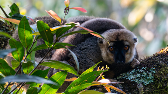 eulemur rufifrons in Ranomafana