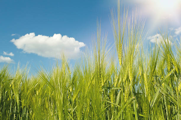 istock spring grain with blue sky and sunligt 178971181