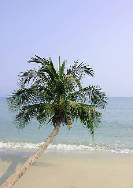 istock Palmtree at tropical beach 178971242