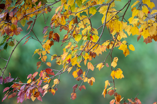 Telephoto shot of colorful leaves on tree branches in autumn.