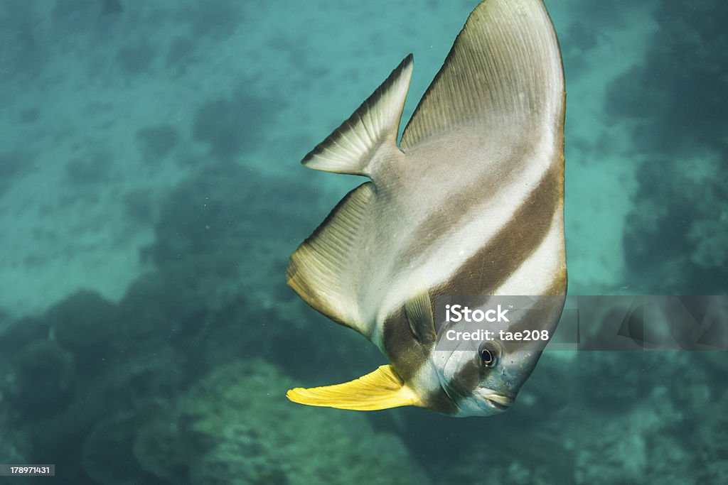 Peixe-morcego Teira no Parque Nacional de Surin - Foto de stock de Animal royalty-free