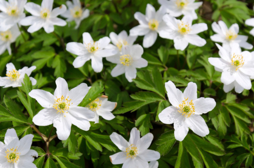 Wood Anemones in a row