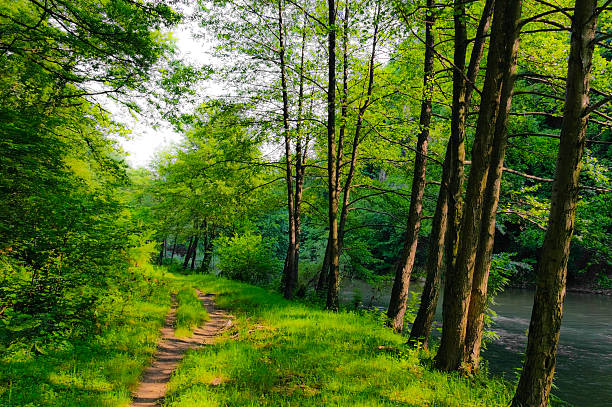 istock Green foliage and path in the forest 178971573