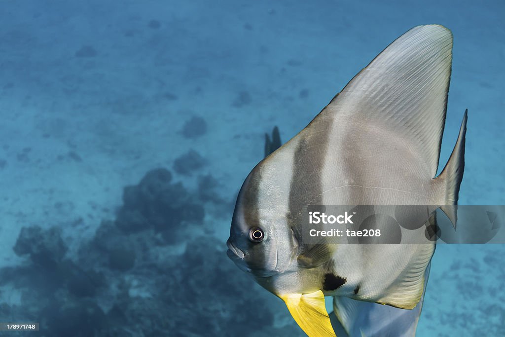 Teira batfish - Стоковые фото Без людей роялти-фри