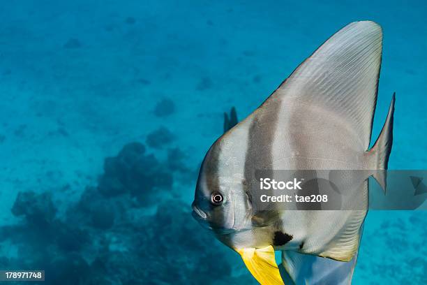 Teira Batfish — стоковые фотографии и другие картинки Без людей - Без людей, Горизонтальный, Длиннопёрый платакс