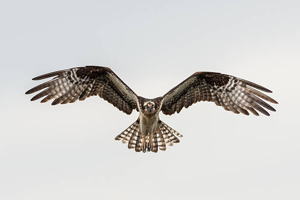 Soaring osprey A majestic osprey flying toward the camera against a gray sky falcon bird stock pictures, royalty-free photos & images